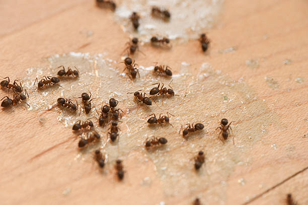 Pest Prevention Services in Skidmore, TX